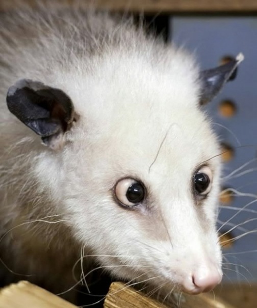 №2, Матвей Максимов №2, Матвей Максимов