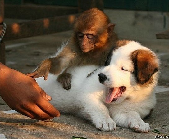 Татьяна Жукова | Воронеж