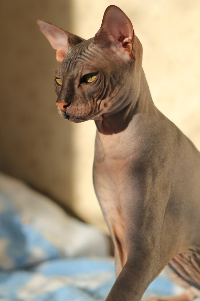 Гоша Чочуа | Санкт-Петербург