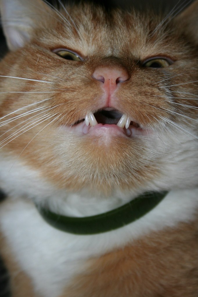 Валерия Лапкина | Луга