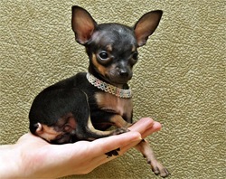 №143, Іра Ящук, 38 лет, Луцк №143, Іра Ящук, 38 лет, Луцк