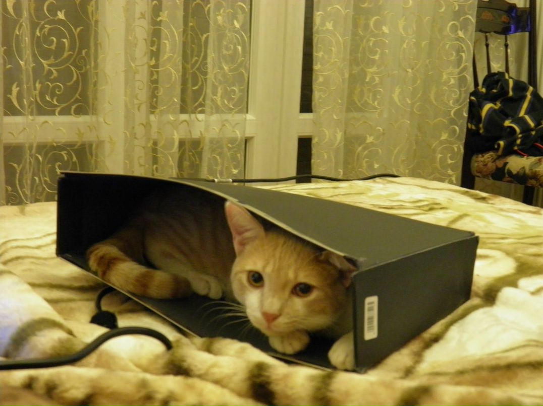 Светлана Каминек | 