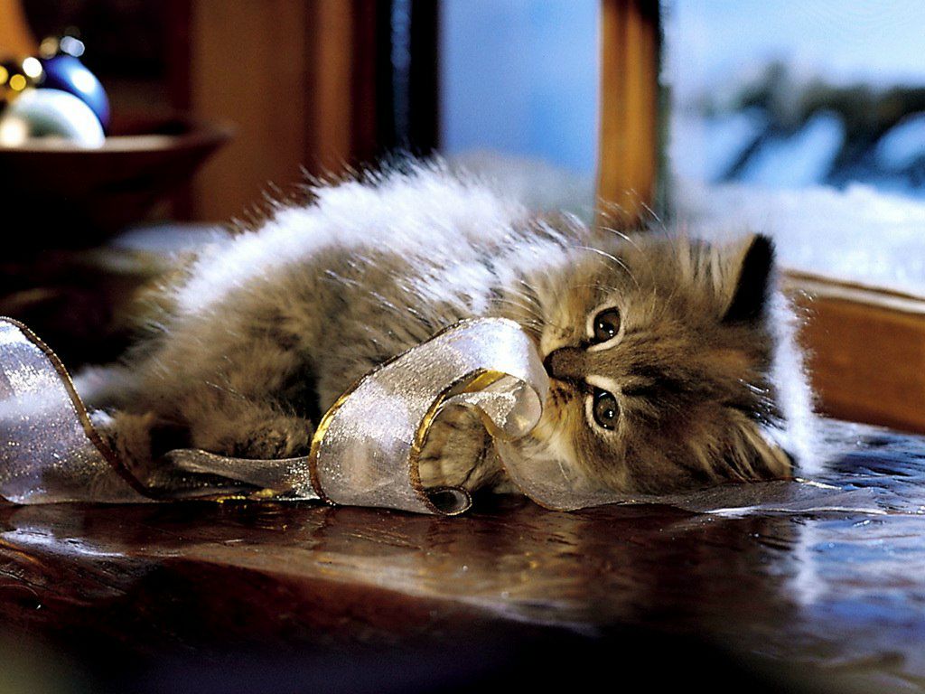 Марина Тринеева | Москва