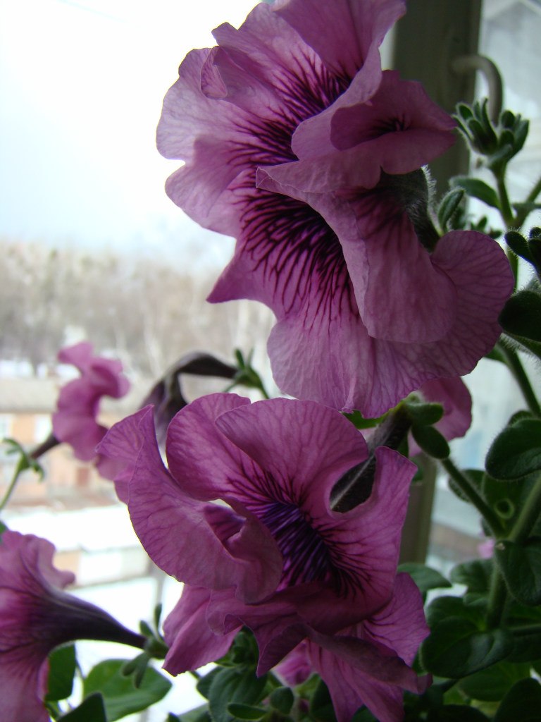 Антонина Гордий 