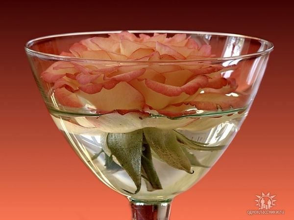 Ксения Решетняк | Купянск