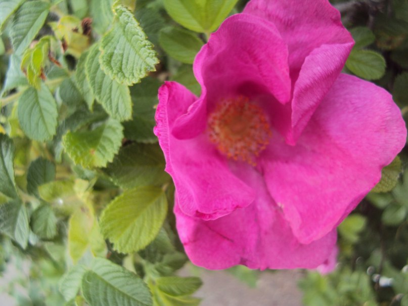 Герман Комлев | Казань