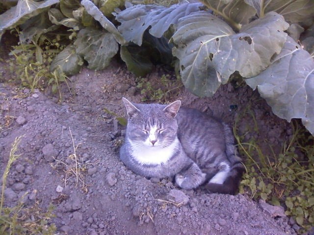 Мария Петрова | Видлица