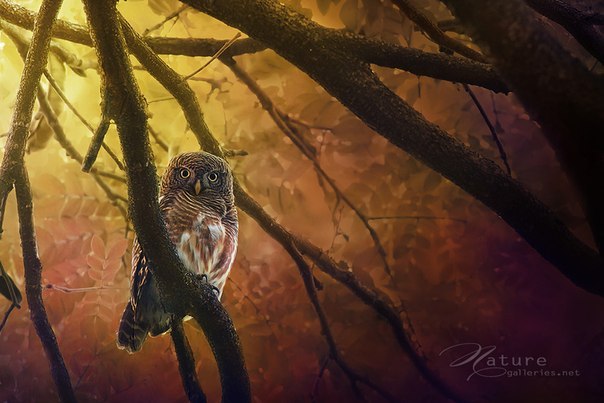 Анна Антименкова Нют | 