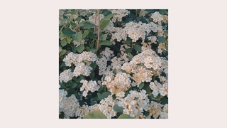 SNOWBLEEF - Shine
