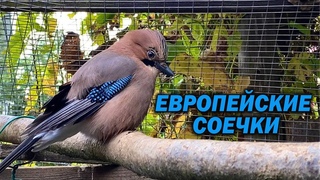 ЕВРОПЕЙСКИЕ СОЕЧКИ