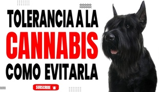 El uso de cannabis en perros