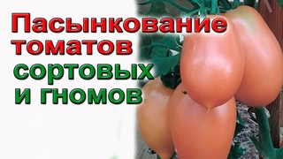 Правильное пасынкование томатов - гномов. Детов и индетов.