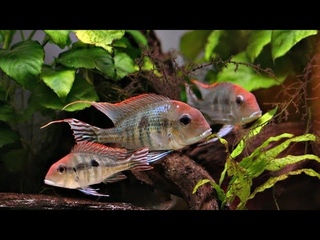Geophasus cichlid, one of the most beautiful planted tank species