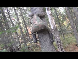 Лезем на КЕДР Обиваем КЕДРОВУЮ ШИШКУ Спуск по ЕЛКЕ Полный ФИЛЬМ ссылка Описании - Кедры Федоровича 2