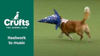 Freestyle Heelwork to Music Competition - Part 3 | Crufts 2022