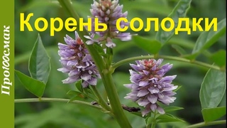 Польза и вред корня солодки. Сироп солодки