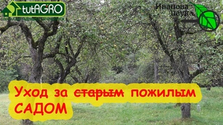 УХОД ЗА СТАРЫМ ПОЖИЛЫМ САДОМ. Подготовка возрастных деревьев к зиме: обследование, обрезка, санация.