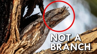 Tawny Frogmouth: Master of Camouflage