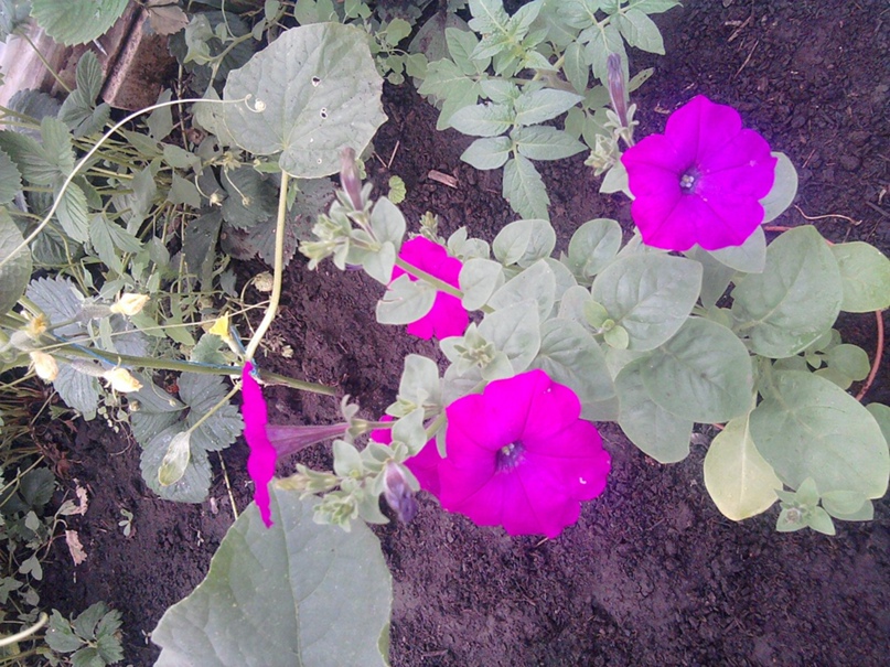 Альбина Петрова ((())) | Краматорск