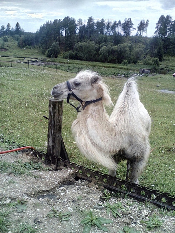 Настя Бурлак | Котлас