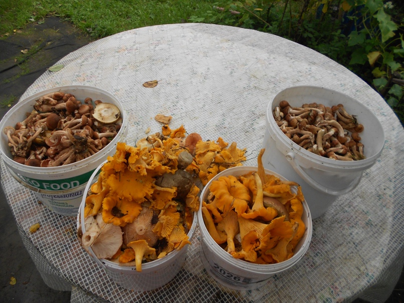 Ирина Кокорина | Санкт-Петербург