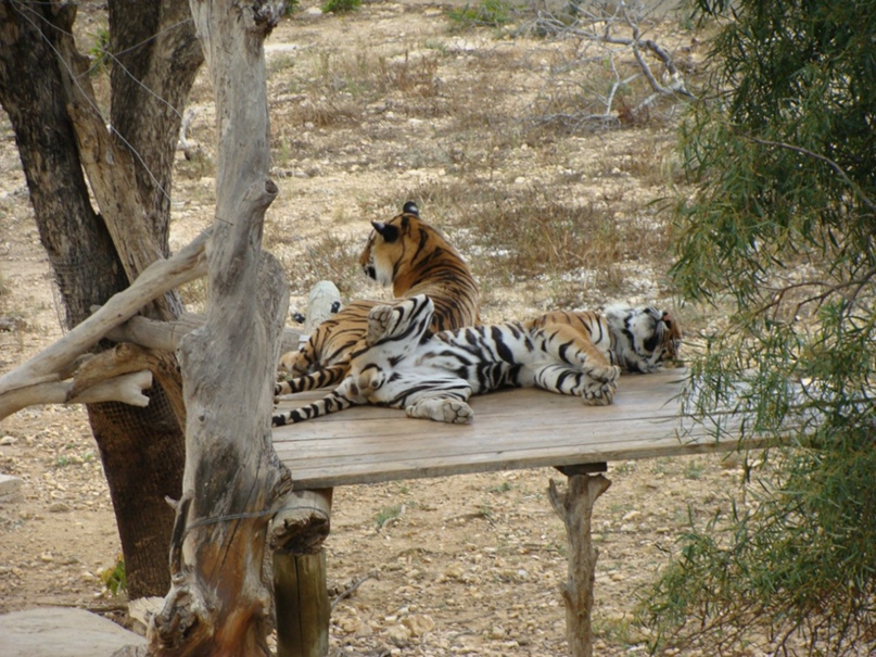 Юлия Романенко | Калининград