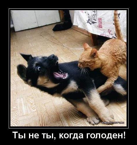 Алексей Карманов | Санкт-Петербург