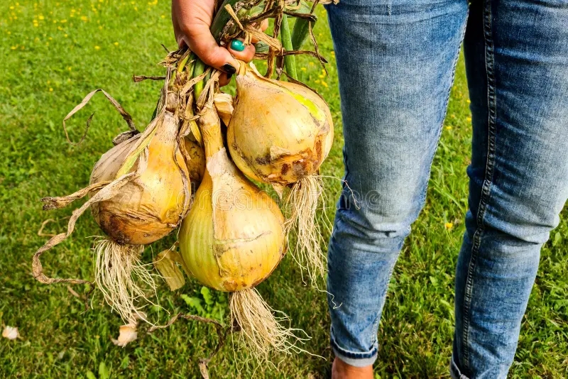 Лук Эксибайшен Дабл Гигант репчатый Plantit