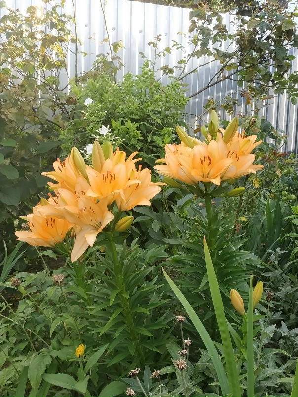 Виталий Колесников | Брянск