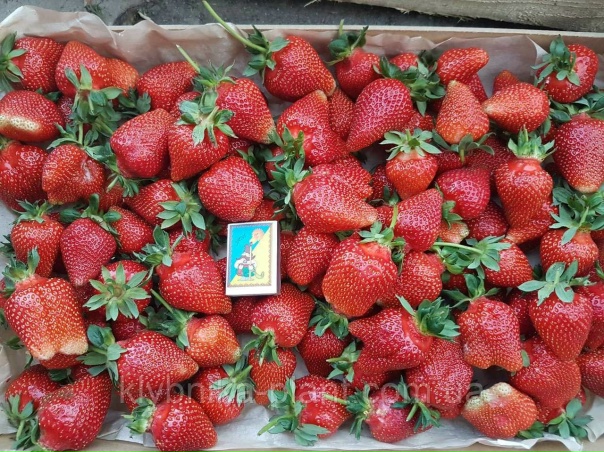 Клубника сорта фото отзывы. Земляника Садовая Альба. Сорт клубники Альба. Фриго Альба клубника. Клубника Альба ремонтантная. Клубника сорта фото отзывы. Земляника Садовая Альба. Сорт клубники Альба. Фриго Альба клубника. Клубника Альба ремонтантная.