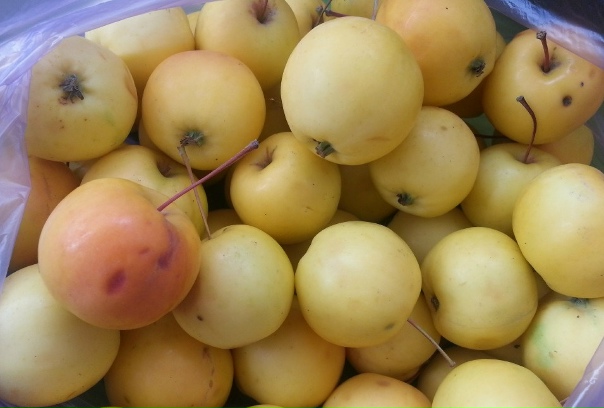 Ранетка уральская наливная описание фото Ранетка уральская наливная описание фото