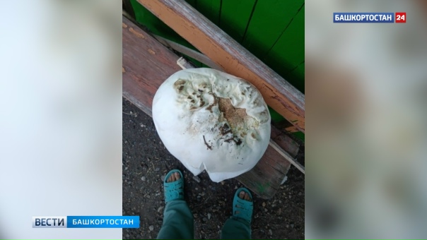 😱 Огромный гриб нашел в лесу житель...