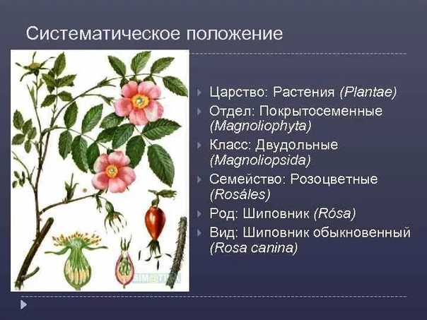 Биология 7 класс формула цветка розоцветные