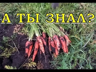 Когда копать МОРКОВЬ Признаки созревания, правила уборки