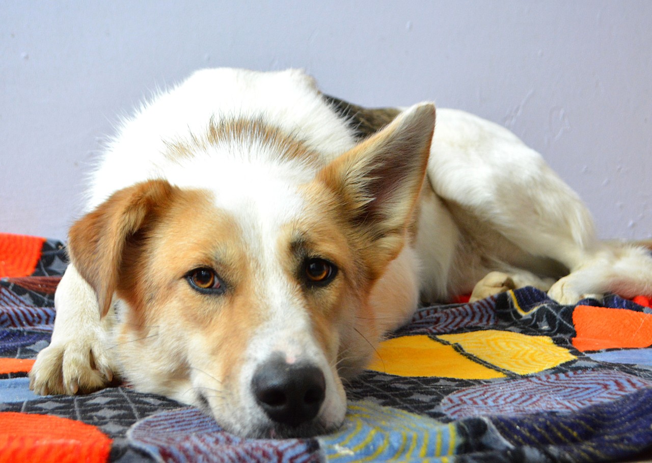 собака кнопка фото. собаки ливии фото. собака. R. ж собака.