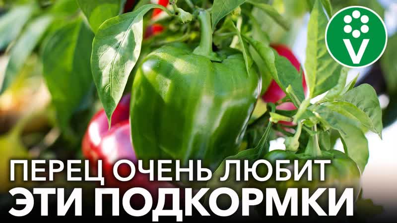 ГЛАВНЫЕ ПОДКОРМКИ ПЕРЦА ДЛЯ РОСТА И УРОЖАЯ Чем подкормить