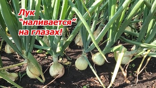 Урожай лука почти удвоится- проверено много раз! Лук через рассаду.