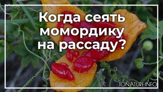 Когда сеять момордику на рассаду |