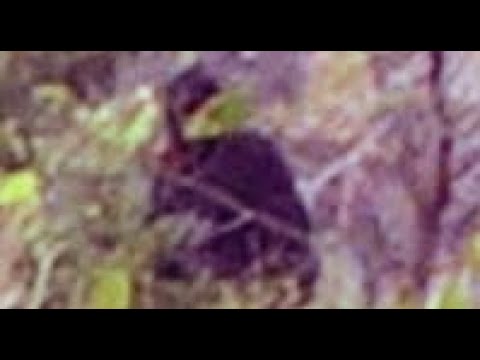 THIS MASSIVE BIGFOOT WAS CAUGHT ON