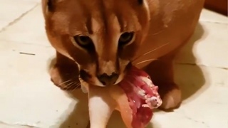 Caracal Adolf Loves Fresh Raw Chicken : Big Floppa : Каракал
