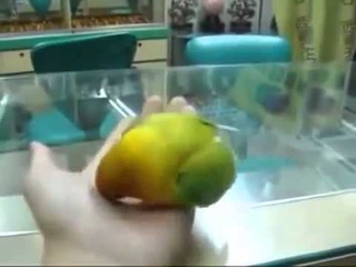 Попугай, который видел секс