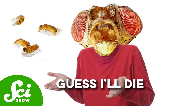 Why Flies Die When They See Dead