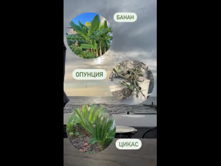 Видео от ZamGarden | Комнатные растения и озеленение