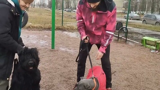 УГС ОКД ЗКС Zoopsychologist @user-gc7pj7wr7h  Dogs Training З  Моя Жизнь Кино  Музей Псов