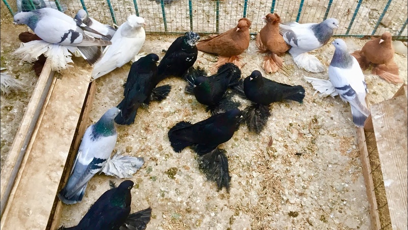 Бойные голуби албаши. 1 бойный 9. 1 бойный 9. Бакинский бойный породы голубей. 1 бойный 9.