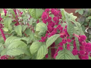 Как выращиваю амарант